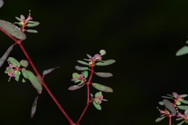 Euphorbia notoptera, photographed by S.MORE