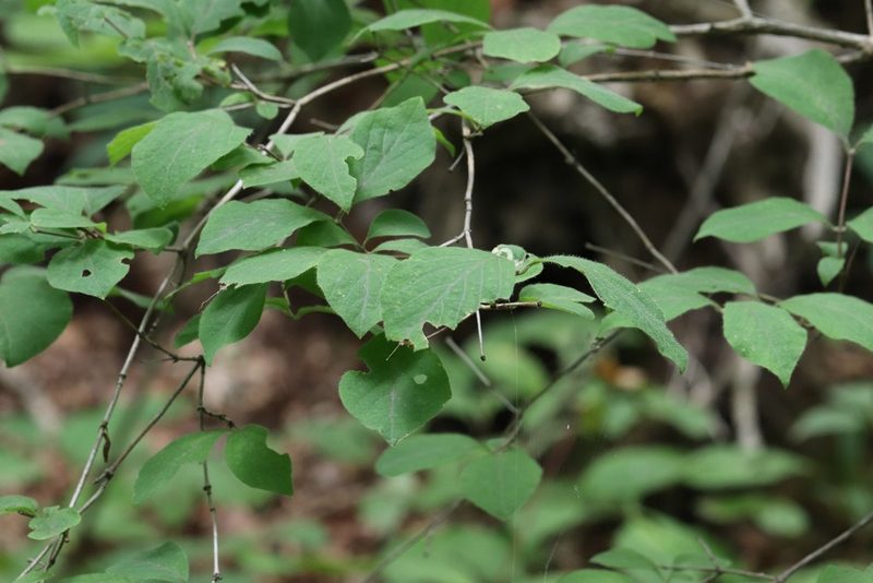Lonicera praeflorens, photographed by Nina Filippova