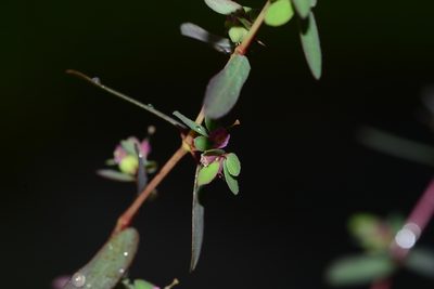Euphorbia notoptera, photographed by S.MORE