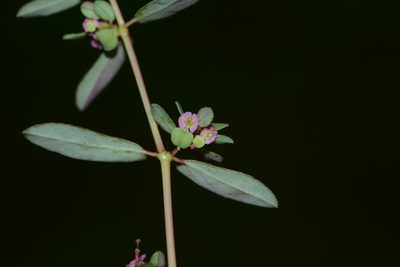 Euphorbia notoptera, photographed by S.MORE