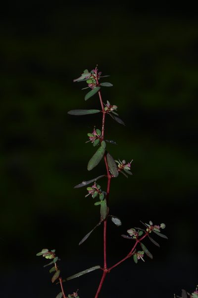 Euphorbia notoptera, photographed by S.MORE