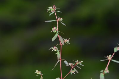 Euphorbia notoptera, photographed by S.MORE