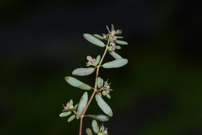 Euphorbia notoptera, photographed by S.MORE