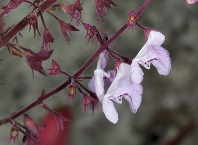 Plectranthus rubropunctatus, photographed by Wynand Uys
