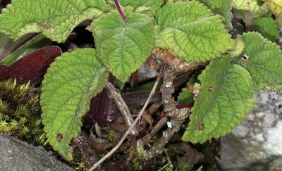 Plectranthus rubropunctatus, photographed by Wynand Uys