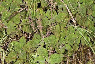 Plectranthus rubropunctatus, photographed by Wynand Uys