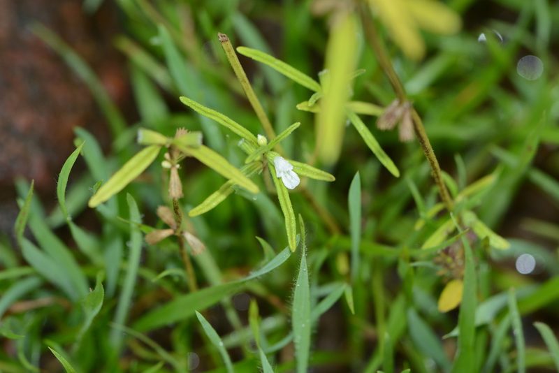 Leucas longifolia, photographed by S.MORE