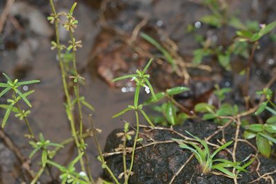 Leucas longifolia, photographed by S.MORE
