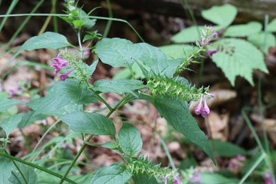 Melampyrum roseum, photographed by Nina Filippova