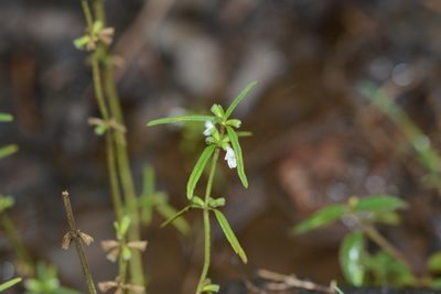 Leucas longifolia, photographed by S.MORE
