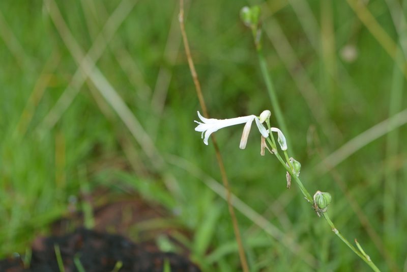 Dipcadi concanense, photographed by S.MORE