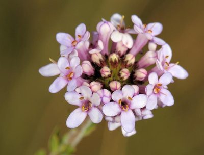 Selago atherstonei, photographed by Wynand Uys