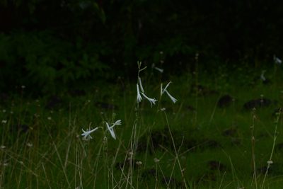 Dipcadi concanense, photographed by S.MORE