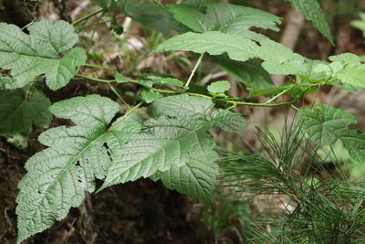 Rubus crataegifolius, photographed by Nina Filippova