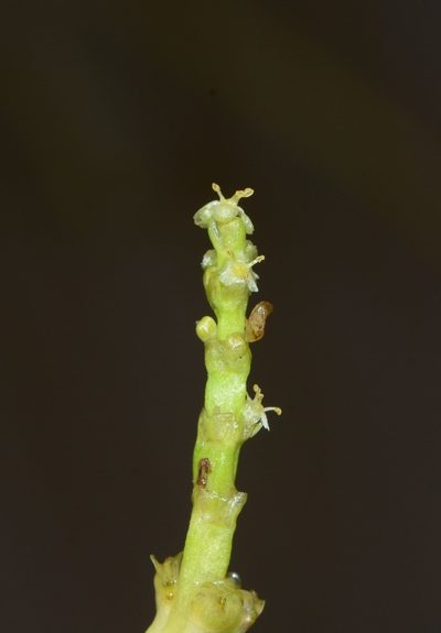 Wiesneria triandra, photographed by S.MORE