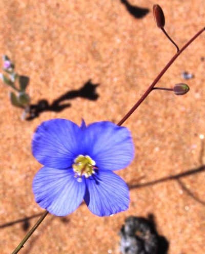 Heliophila leptophylla, photographed by Tony Rebelo