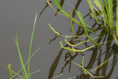 Wiesneria triandra, photographed by S.MORE