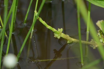 Wiesneria triandra, photographed by S.MORE