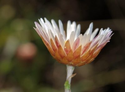 Helichrysum wilmsii, photographed by Wynand Uys