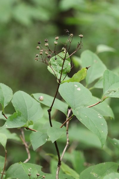 Deutzia parviflora, photographed by Nina Filippova