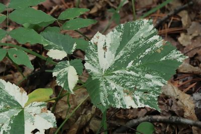 Acer tegmentosum, photographed by Nina Filippova