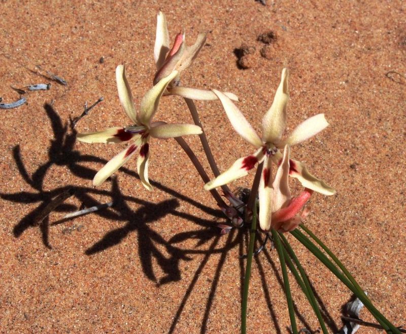 Babiana brachystachys, photographed by Tony Rebelo