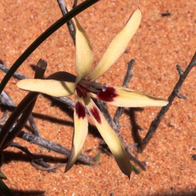 Babiana brachystachys, photographed by Tony Rebelo
