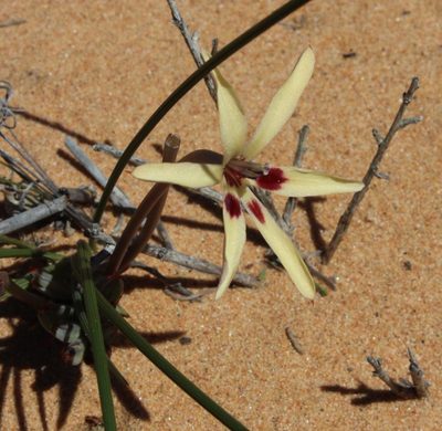 Babiana brachystachys, photographed by Tony Rebelo