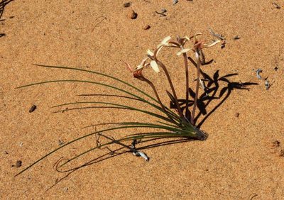 Babiana brachystachys, photographed by Tony Rebelo