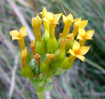 Kalanchoe crenata, photographed by M Kriek