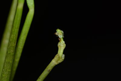 Wiesneria triandra, photographed by S.MORE