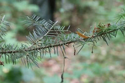 Abies holophylla, photographed by Nina Filippova
