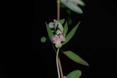 Euphorbia notoptera, photographed by S.MORE