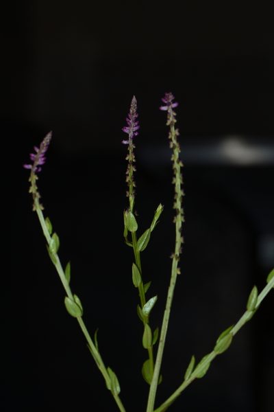 Salomonia ciliata, photographed by S.MORE