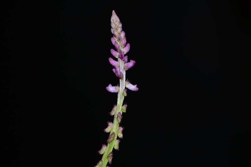 Salomonia ciliata, photographed by S.MORE