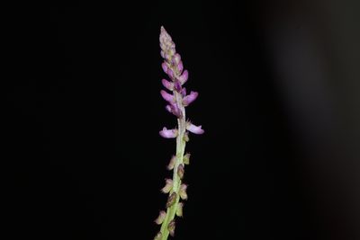 Salomonia ciliata, photographed by S.MORE