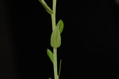 Salomonia ciliata, photographed by S.MORE
