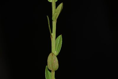 Salomonia ciliata, photographed by S.MORE
