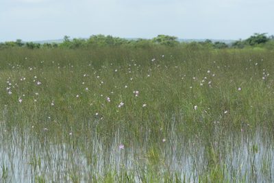 Cleome angulata, photographed by S.MORE