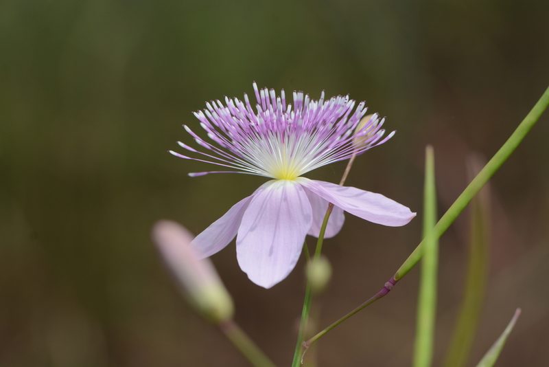 Cleome angulata, photographed by S.MORE