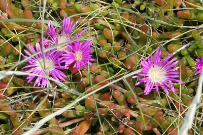 Disphyma crassifolium, photographed by Stephen James McWilliam