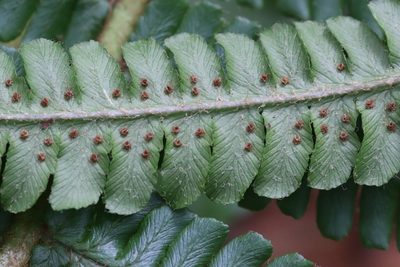 Dryopteris crassirhizoma, photographed by Nina Filippova