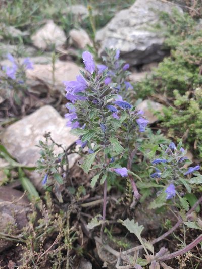 Dracocephalum olchonense, photographed by Юлия