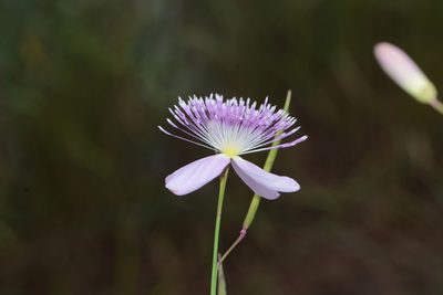 Cleome angulata, photographed by S.MORE