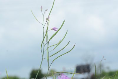 Cleome angulata, photographed by S.MORE
