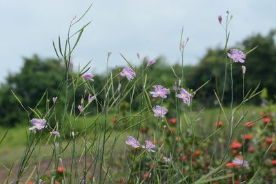 Cleome angulata, photographed by S.MORE