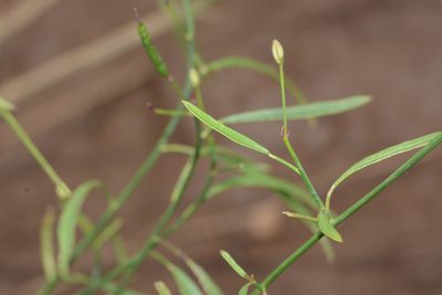 Cleome angulata, photographed by S.MORE