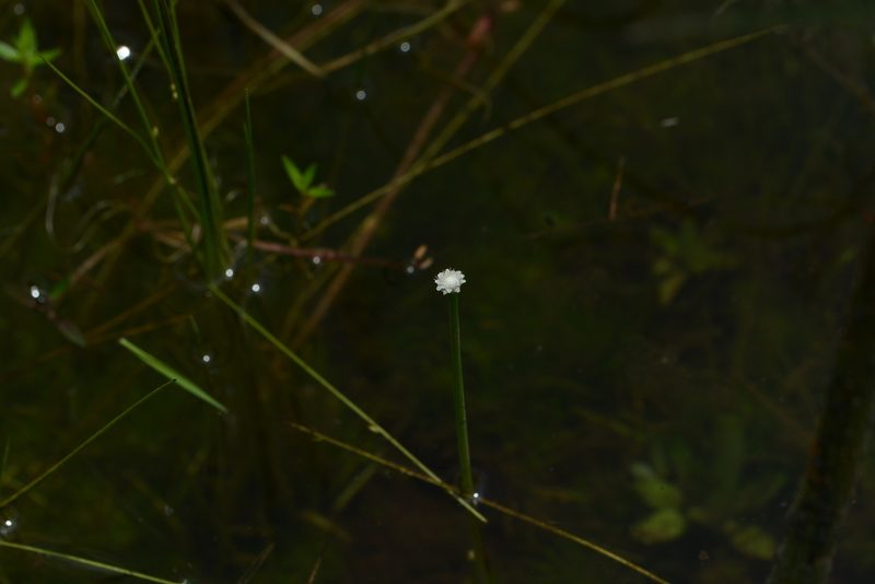 Eriocaulon cuspidatum, photographed by S.MORE