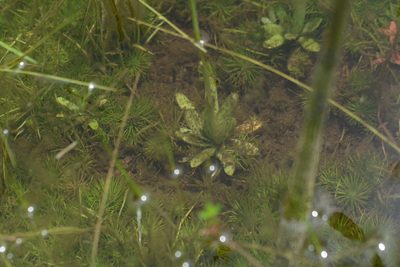 Eriocaulon cuspidatum, photographed by S.MORE