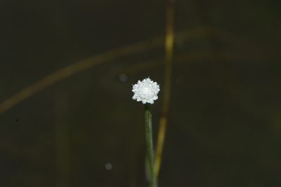 Eriocaulon cuspidatum, photographed by S.MORE